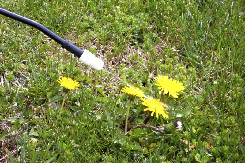 Thistle Control in Honolulu, HI