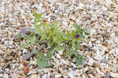Weed Control Spraying for All Types of Weeds